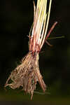 American halfchaff sedge